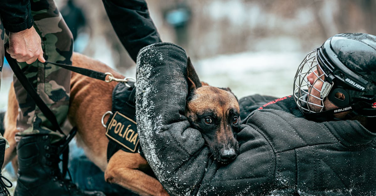 A police dog in training with officers in a snowy outdoor setting, showcasing skills and teamwork.